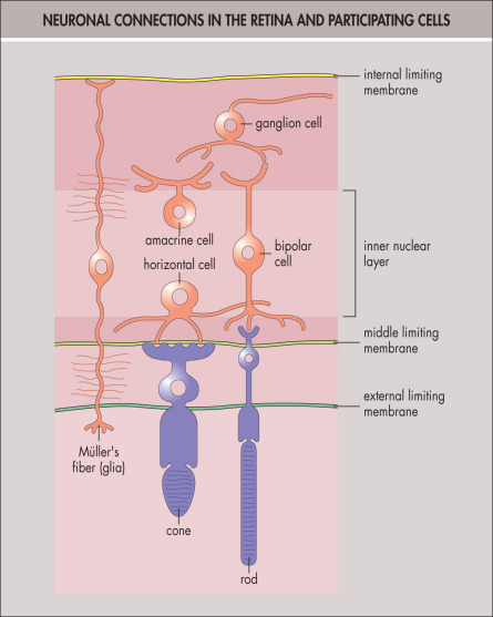 Internal Limiting Membrane Eye