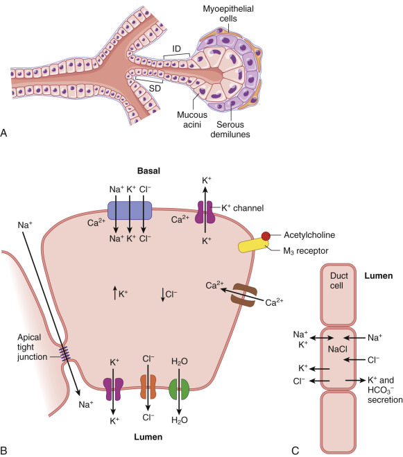 Salivary Gland Embryology, Physiology, And Stem Cell Complexity | Ento Key