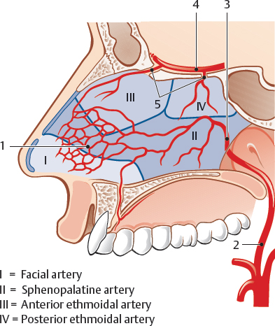 4.0 Anatomy And Physiology Of The Nose And Paranasal Sinuses | Ento Key