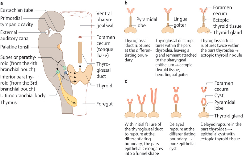 Thyroglossal Duct Cyst Anatomy