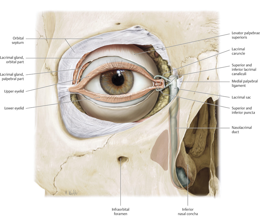 1 Anatomy Of The Eyelids, Orbit, And Lacrimal System | Ento Key