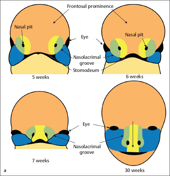 Nasal And Paranasal Sinus Anatomy And Embryology | Ento Key