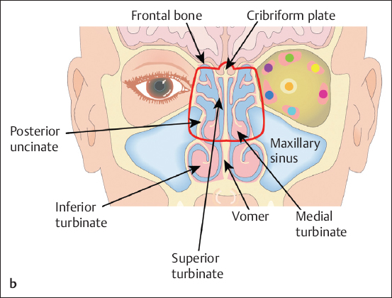 Nasal And Paranasal Sinus Anatomy And Embryology | Ento Key