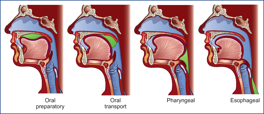 Swallowing | Ento Key