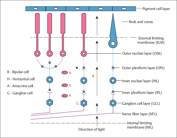 Vision– Its Physiology, Neurology, And Assessment | Ento Key