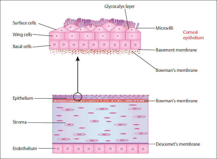 Corneal Epithelium Layers