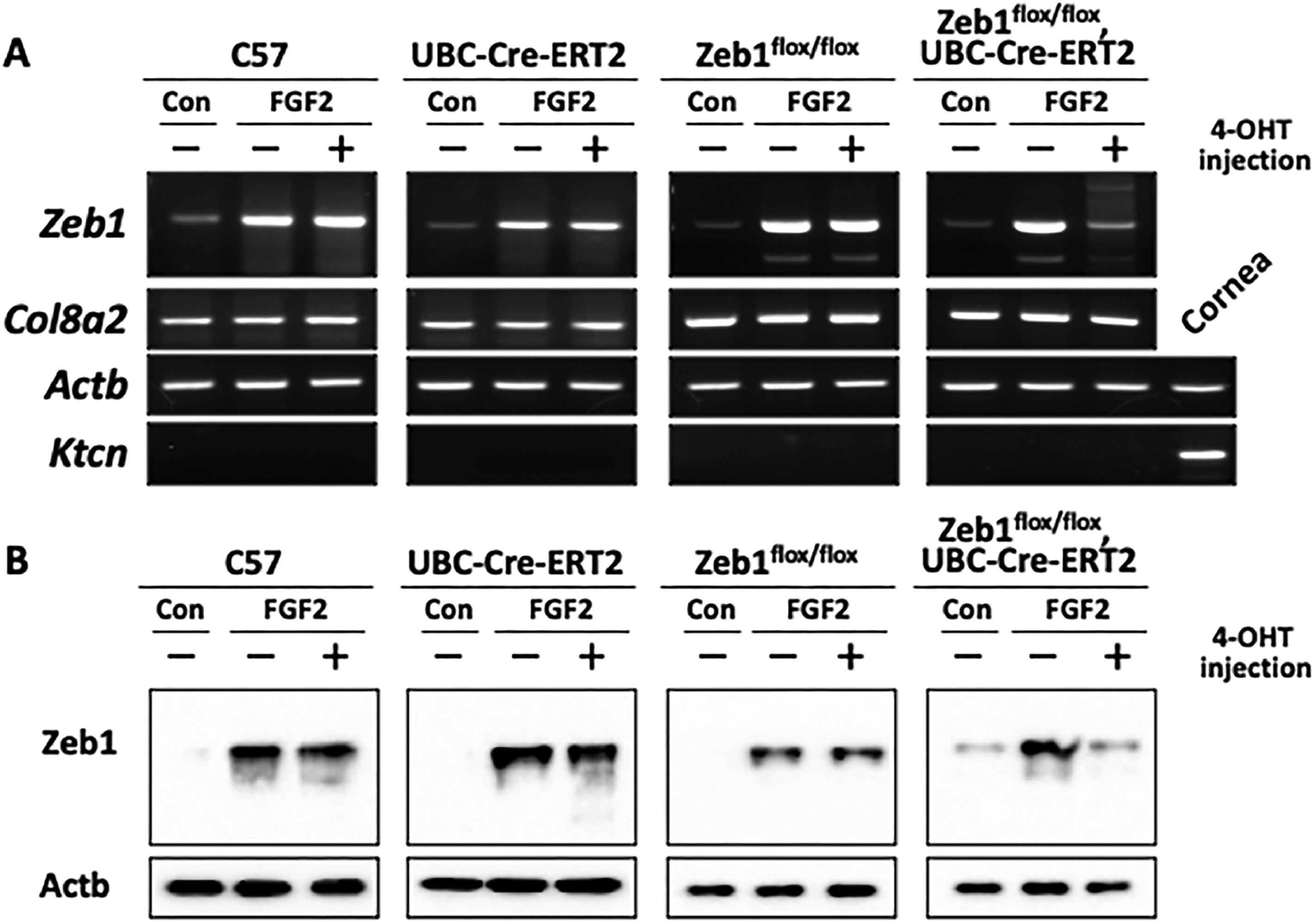 FIGURE 2 dummy alt text